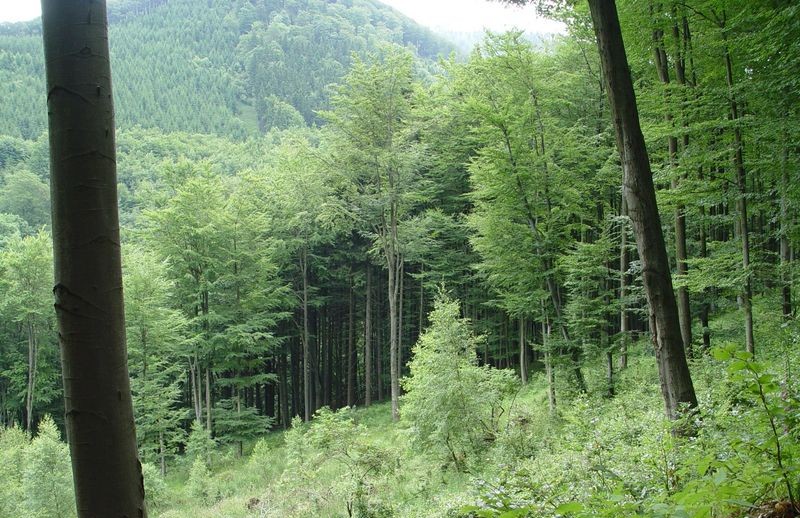Buchenwaelder am Inselsberg