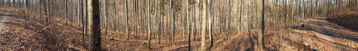 Buchenwald am Inselsberg im Winter