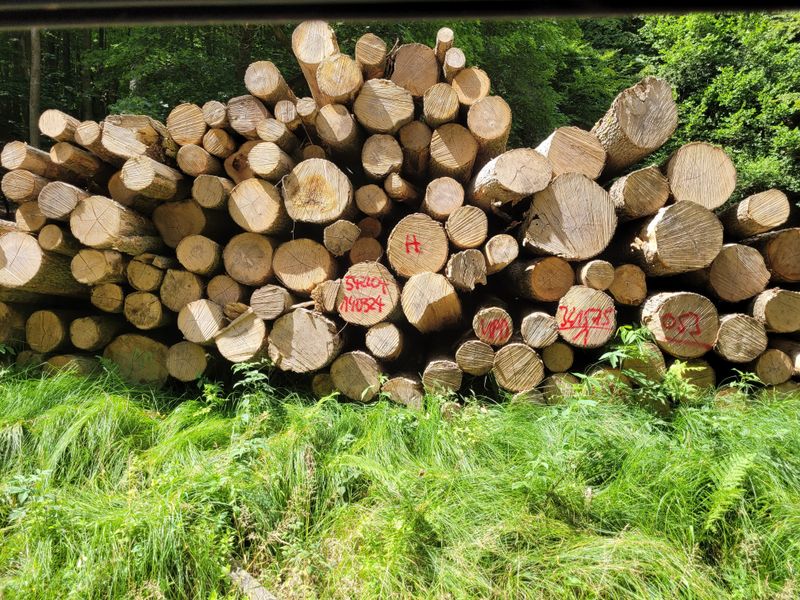 Holzpolter im Wald am Inselsberg